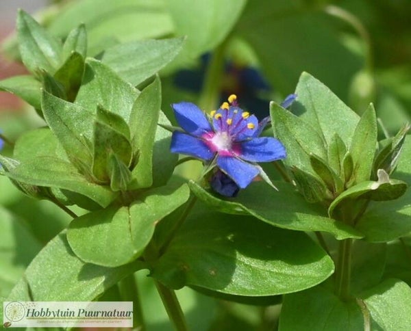 Blauw rood guichelheil - Anagallis arvensis  subsp. arvensis  100 zaden