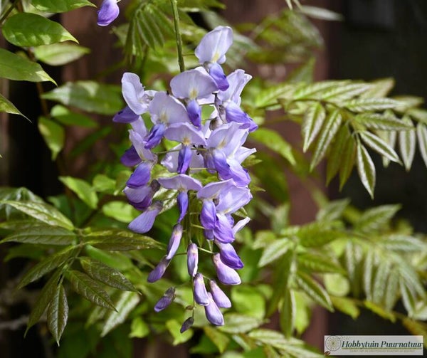 Blauwe regen - Wisteria sinensis Blue  4 zaden