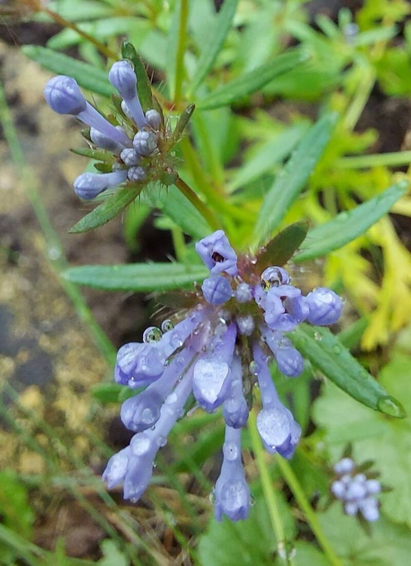 Blauwe Bedstro - Asperula orientalis  50 zaden