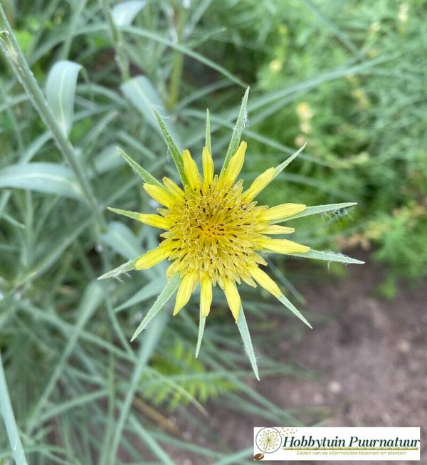 Bleke morgenster - Tragopogon dubius  20 zaden