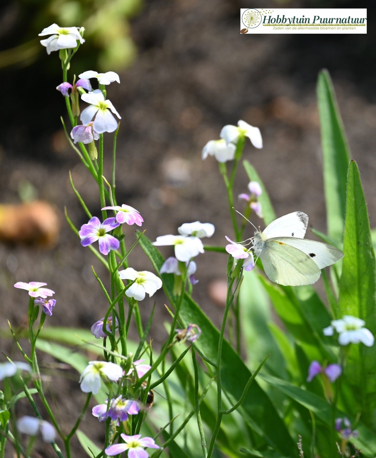 250 Graines de Fleur papillon schizanthus wisetonensis - Jardin 250 Graines de Fleur papillon schizanthus wisetonensis - Jardin