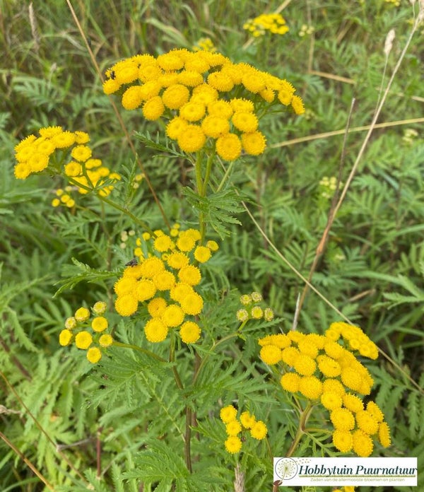 Boerenwormkruid - Tanacetum vulgare  500 zaden