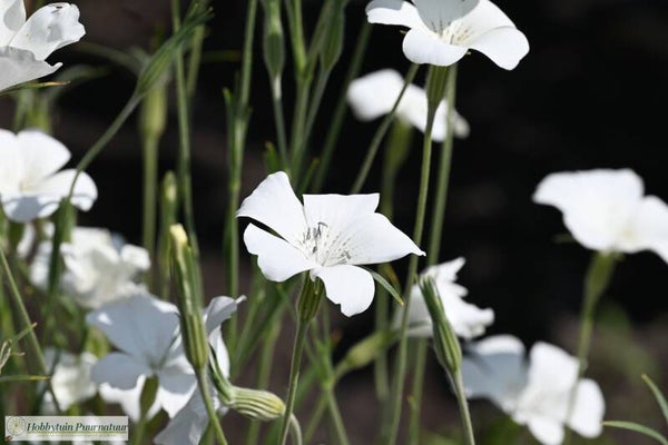 Bolderik wit BIO - Agrostemma githago Snow White  30 zaden