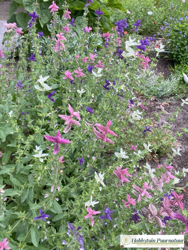Bonte salie mix - Salvia viridis Tricolor mix  50 zaden