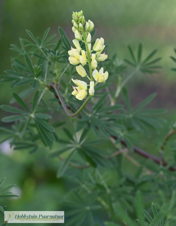 Boomlupine ECO - Lupinus arboreus  8 zaden