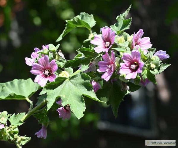 Boommalva ECO - Malva arborea  20 zaden