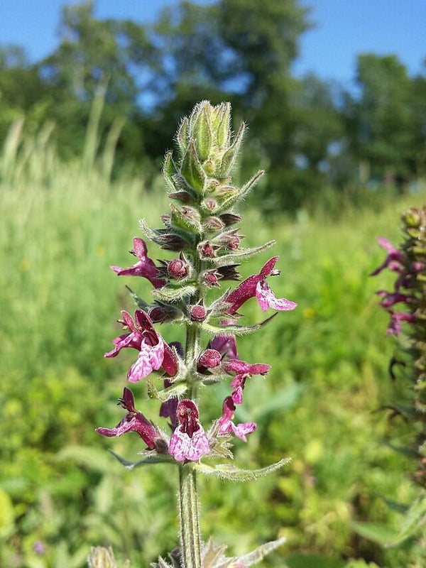 Bosandoorn - Stachys sylvatica  100 zaden