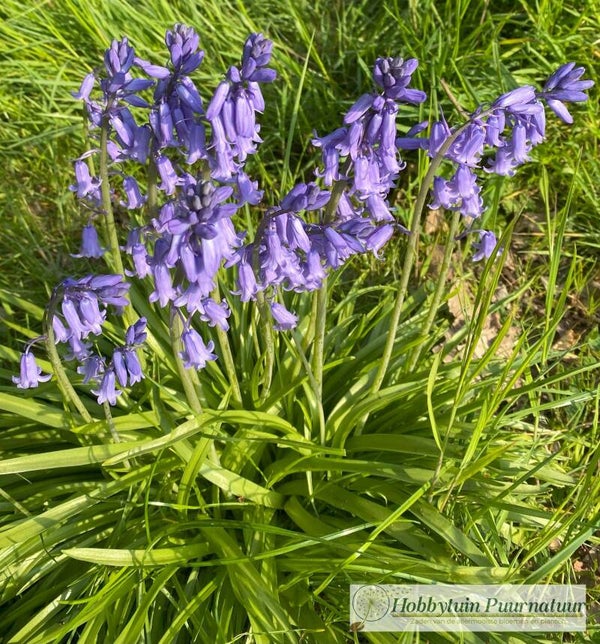 Wilde Hyacinth - Hyacinthoides non-scripta  30 zaden
