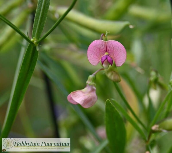Boslathyrus ECO - Lathyrus sylvestris  12 zaden
