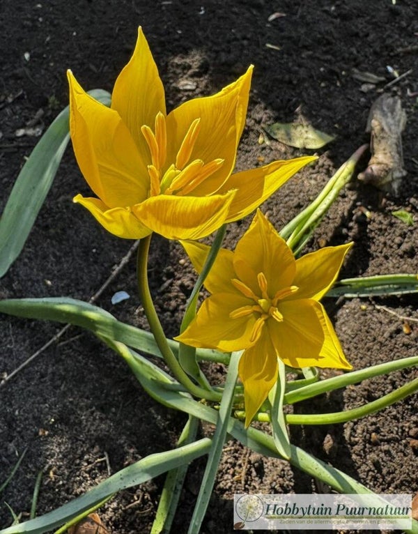 Bostulp - Tulipa sylvestris  25 zaden