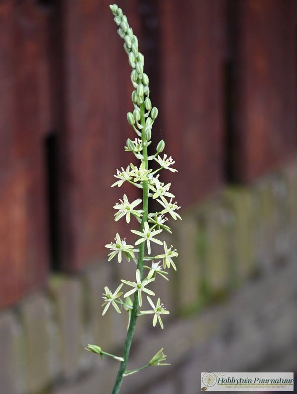 Bosvogelmelk ECO - Ornithogalum pyrenaicum  20 zaden