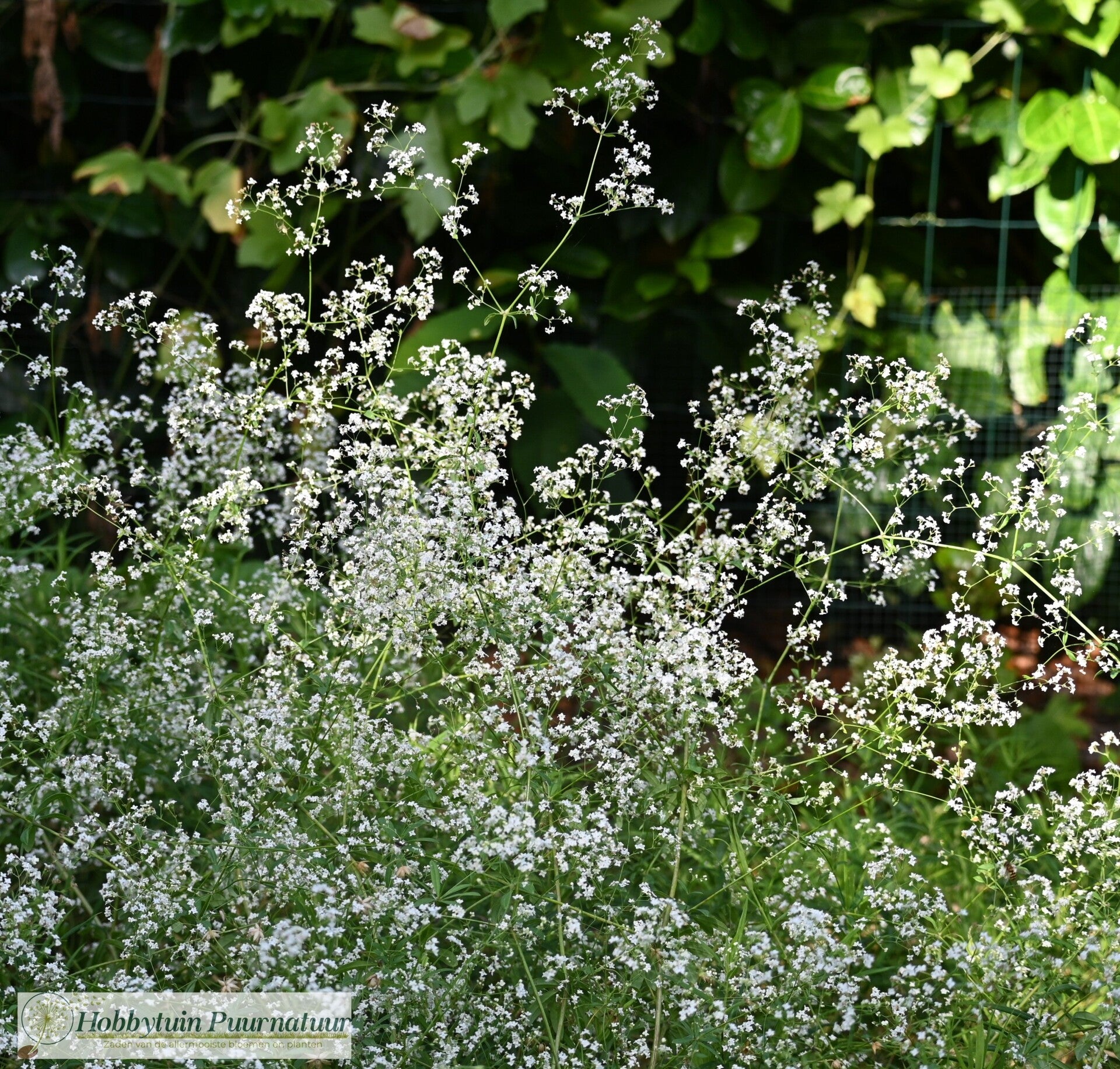 Boswalstro - Galium sylvaticum  100 zaden