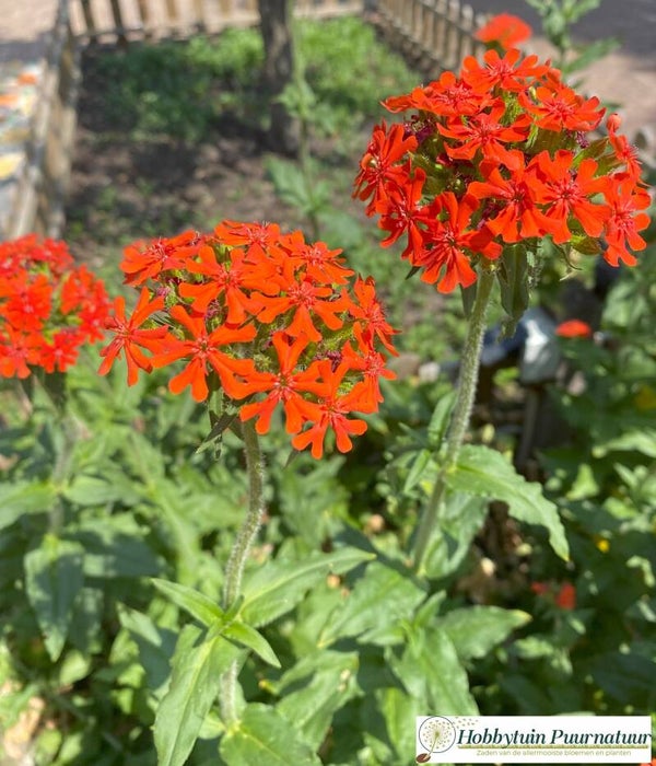 Brandende Liefde - Lychnis chalcedonica  1000 zaden