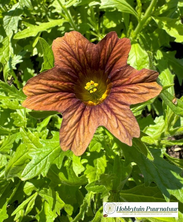 Brokaatbloem cafe au lait - Salpiglossis sinuata Cafe au lait  15 zaden