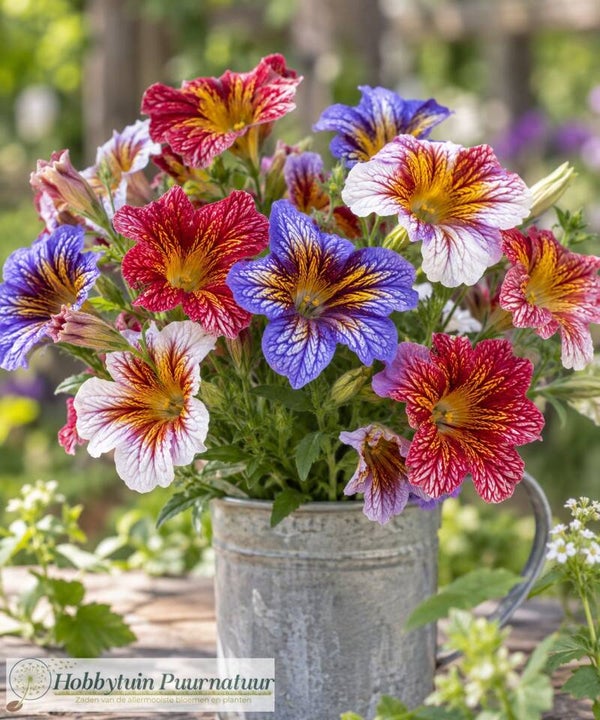 Brokaatbloem mix -  Salpiglossis sinuata Tora Staring Eyes  20 zaden