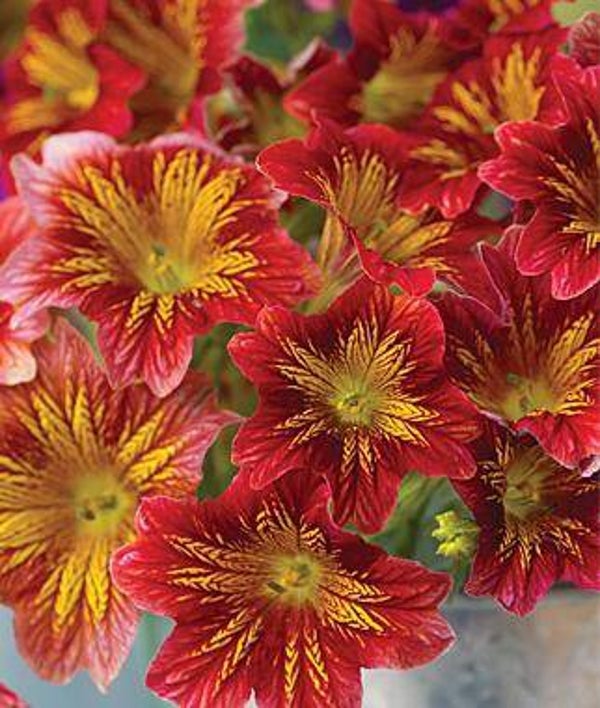 Brokaatbloem rood - Salpiglossis sinuata Royale Red Bicolor  15 zaden