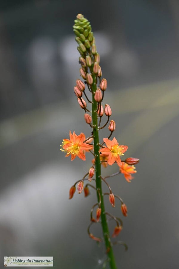 Bulbine frutescens ECO  25 zaden