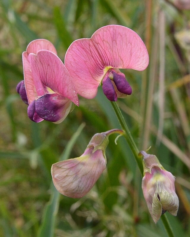 Boslathyrus - Lathyrus sylvestris  10 zaden