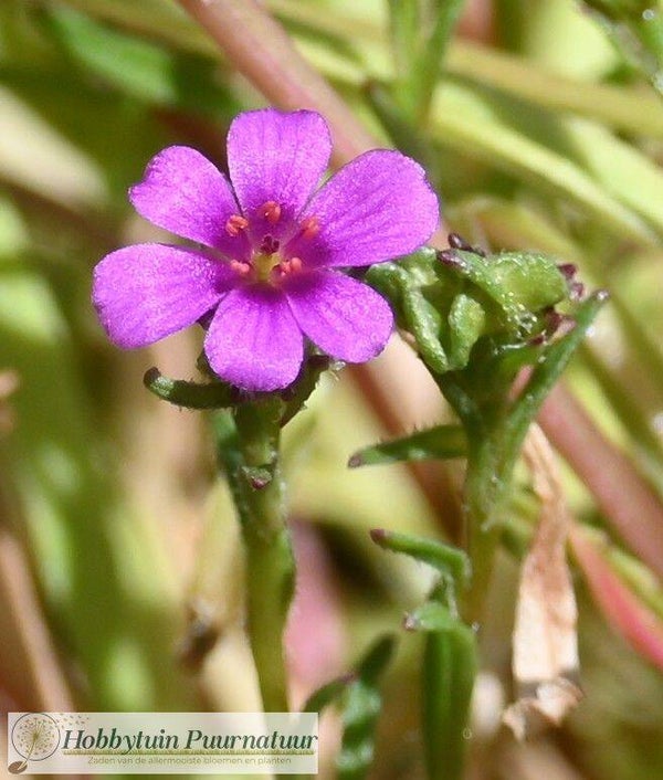 Calandrinia depressa ECO  50 zaden