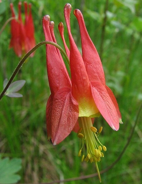 Canadese akelei - Aquilegia canadensis  50 zaden