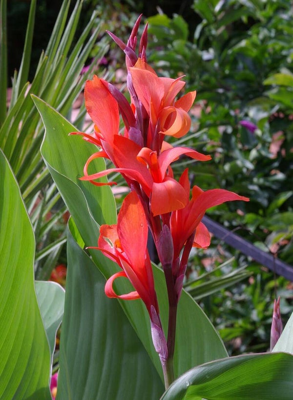Indisch bloemriet ECO - Canna indica  8 zaden