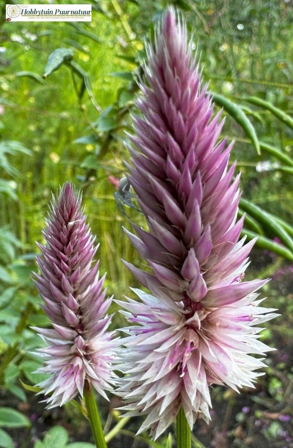 Celosia Xantippe - Celosia spicata Xantippe  100 zaden