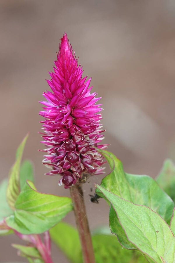 Celosia Ruby Parfait - Celosia argentea spicata Ruby Parfait  100 zaden