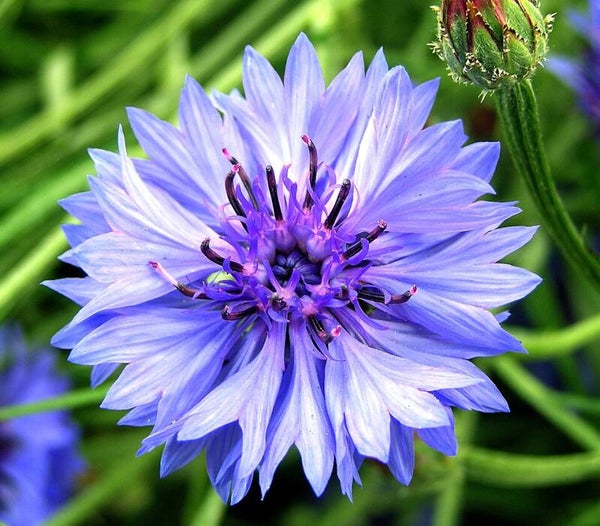 Korenbloem Frosted mix - Centaurea cyanus Frosted mix  50 zaden