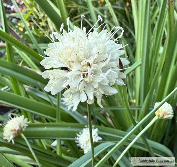 Schoepkruid laag - Cephalaria leucantha  10 zaden