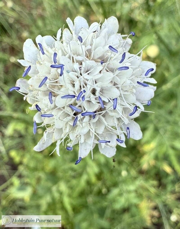 Cephalaria transylvanica ECO  20 zaden