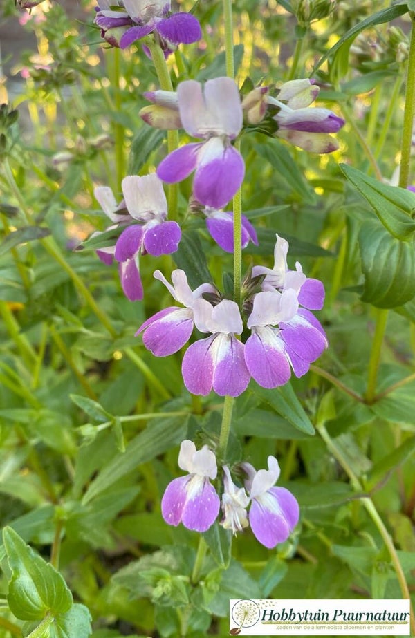Collinsia Bicolor - Collinsia heterophylla Bicolor  40 zaden