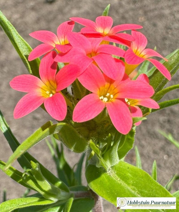 Collomia biflora Neon ECO 25 zaden