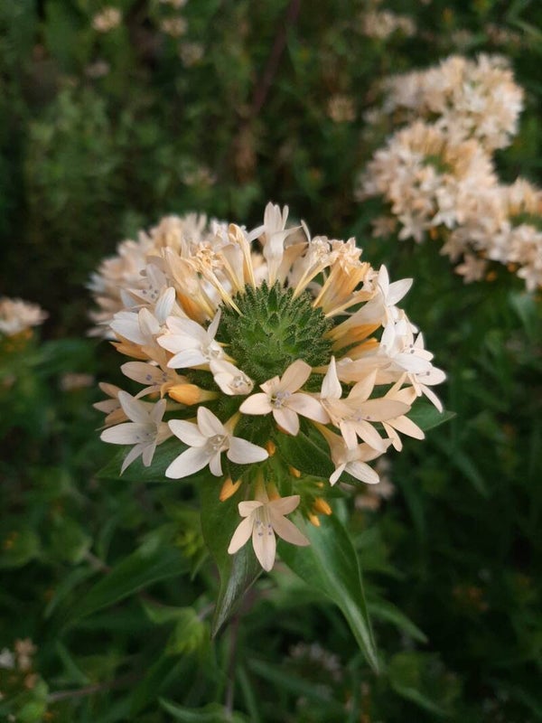 Collomia grandiflora  20 zaden