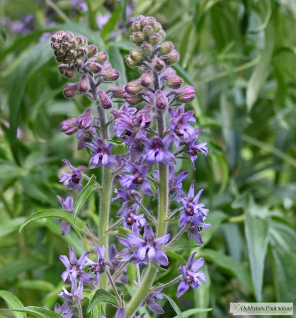 Corsicaanse ridderspoor ECO - Staphisagria requienii  20 zaden