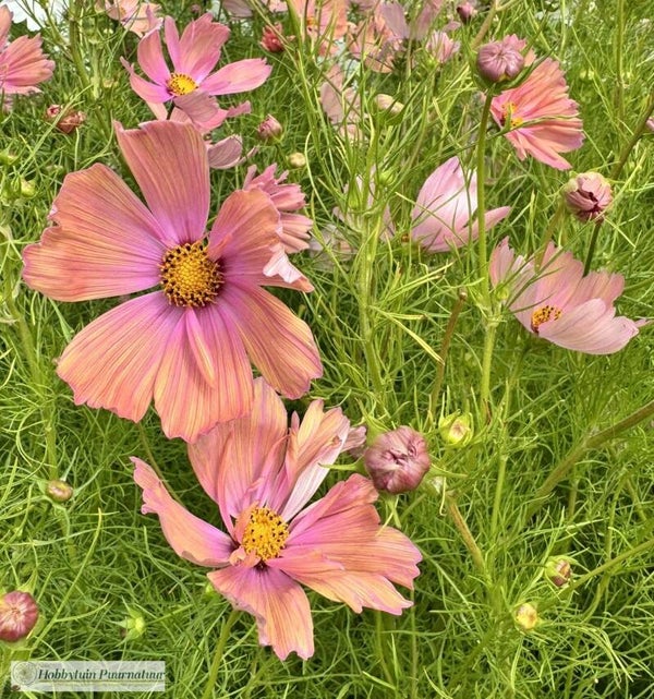 Cosmea Apricot Lemonade - Cosmos bipinnatus Apricot Lemonade  20 zaden