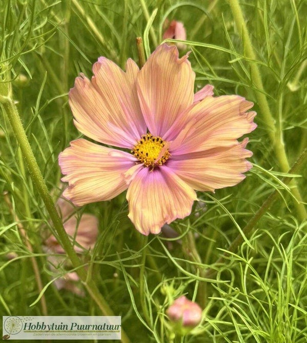 Cosmea Abrikoos - Cosmos bipinnatus Apricotta  20 zaden