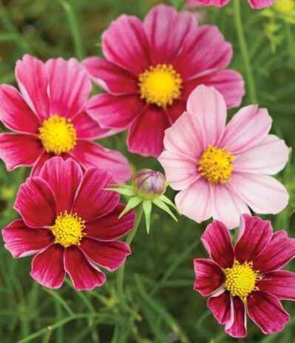 Cosmea Antiquity - Cosmos bipinnatus Antiquity  10 zaden