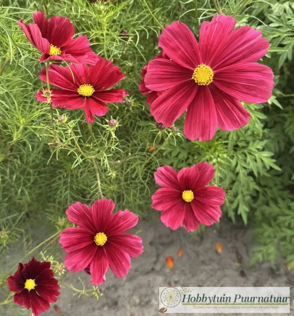Cosmea Antiquity - Cosmos bipinnatus Antiquity  20 zaden