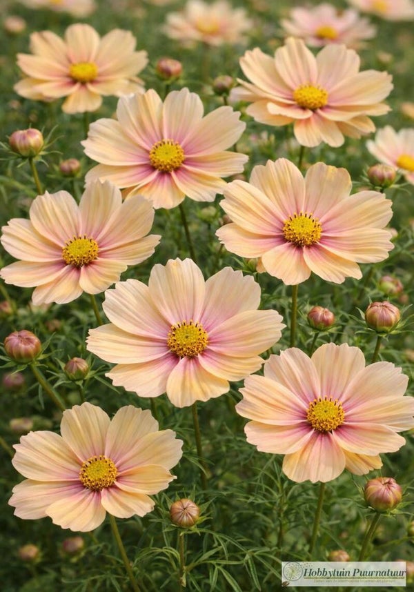 Cosmea Apricot Lemonade - Cosmos bipinnatus Apricot Lemonade  20 zaden