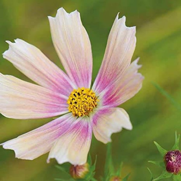 Cosmea Apricot Lemonade - Cosmos bipinnatus Apricot Lemonade  10 zaden!
