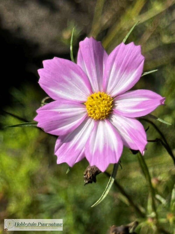 Cosmea Capriola - Cosmos bipinnatus Capriola  10 zaden
