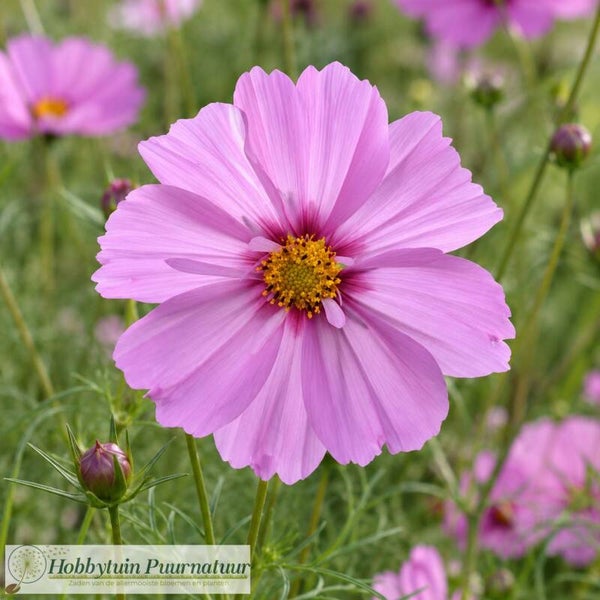 Cosmea Casanova Pink - Cosmos bipinnatus Casanova Pink  20 zaden