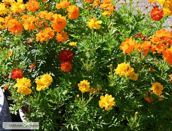 Cosmea Cosmic mix - Cosmos sulphureus Cosmic Mixture 25 zaden