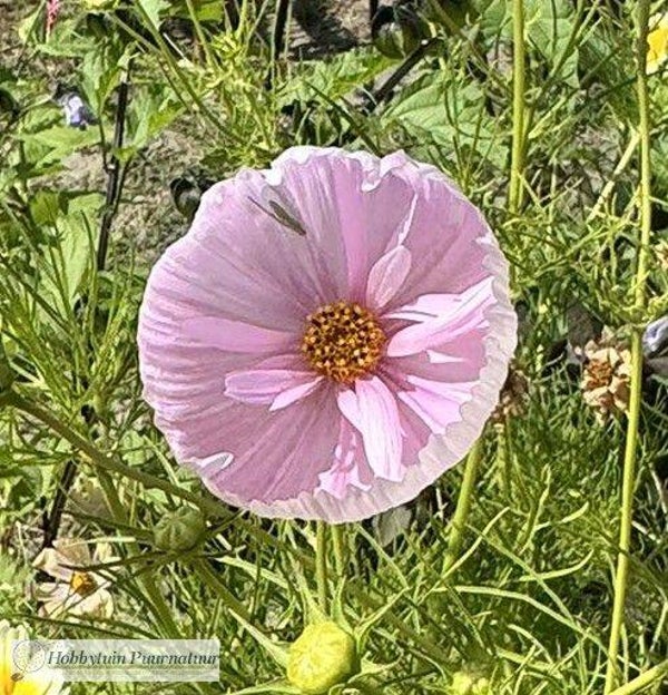 Cosmea Cupcake Blush - Cosmos bipinnatus Cupcakes Blush  20 zaden