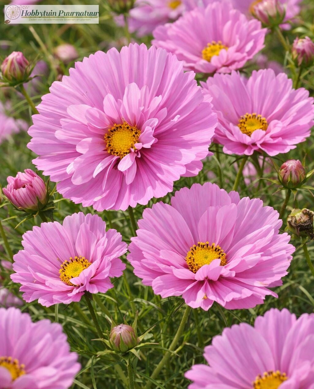 Cosmea Cupcake roze - Cosmos bipinnatus Cupcakes Sakura  20 zaden