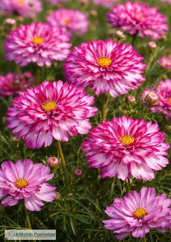 Cosmea Dubbel violet - Cosmos bipinnatus Double Click Bicolour Violet  20 zaden