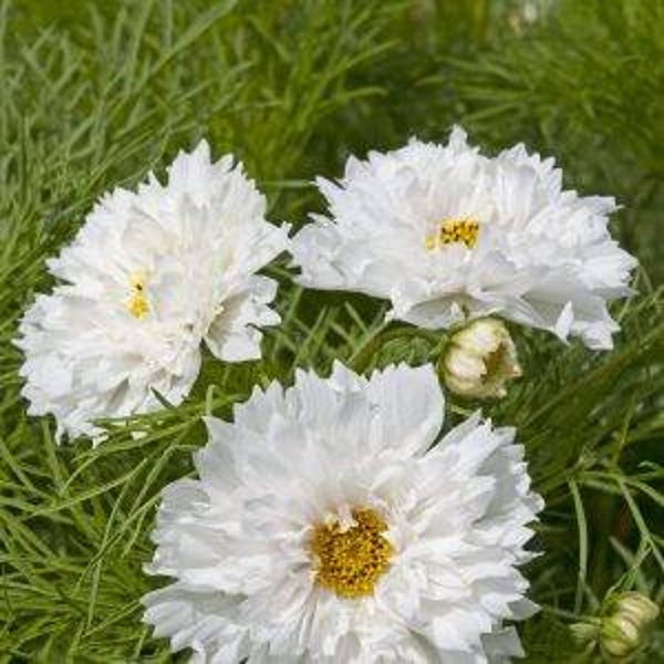 Cosmea Dubbel wit - Cosmos bipinnatus Double Albatros  25 zaden
