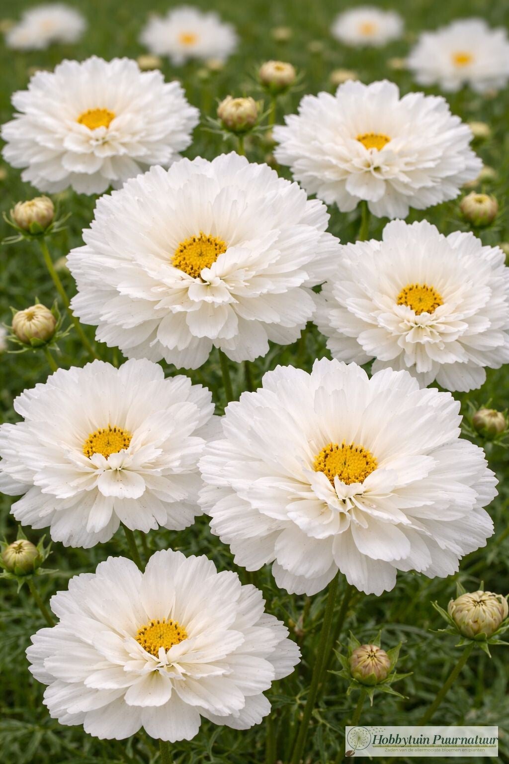 Cosmea Dubbel wit - Cosmos bipinnatus Double Dutch White  25 zaden