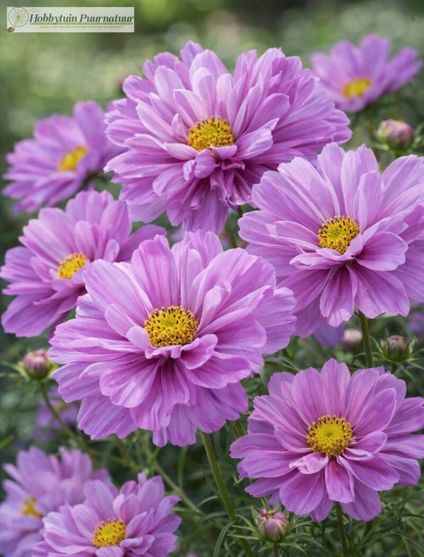 Cosmea Fizzy Pink - Cosmos bipinnatus Fizzy Pink  20 zaden
