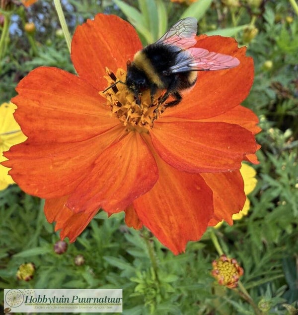 Cosmea Crest Orange - Cosmos sulphureus Crest Orange  20 zaden